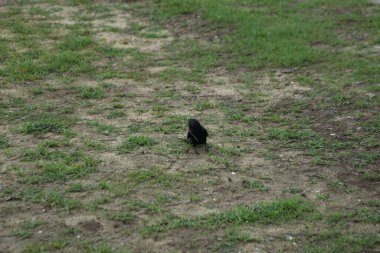 Kara drongo kuşu gün ışığında çimlerin üzerinde duruyor. Uzun çatallı kuyruklu sıradan Güney Asya kuşu, vahşi yaşamı temsil ediyor, uyarı davranışı, kırsal alan ve günlük doğa fotoğrafçılığı..