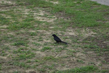 Kara drongo kuşu gün ışığında çimlerin üzerinde duruyor. Uzun çatallı kuyruklu sıradan Güney Asya kuşu, vahşi yaşamı temsil ediyor, uyarı davranışı, kırsal alan ve günlük doğa fotoğrafçılığı..
