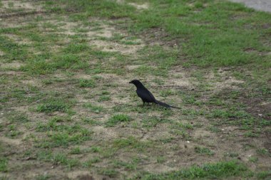 Kara drongo kuşu gün ışığında çimlerin üzerinde duruyor. Uzun çatallı kuyruklu sıradan Güney Asya kuşu, vahşi yaşamı temsil ediyor, uyarı davranışı, kırsal alan ve günlük doğa fotoğrafçılığı..