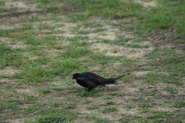Black drongo standing on grassy ground in natural outdoor environment
