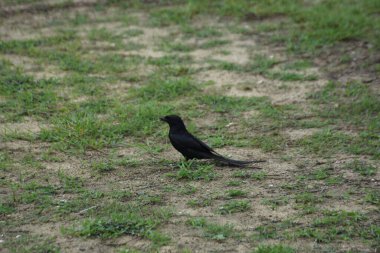 Kara drongo kuşu gün ışığında çimlerin üzerinde duruyor. Uzun çatallı kuyruklu sıradan Güney Asya kuşu, vahşi yaşamı temsil ediyor, uyarı davranışı, kırsal alan ve günlük doğa fotoğrafçılığı..