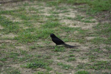 Kara drongo kuşu gün ışığında çimlerin üzerinde duruyor. Uzun çatallı kuyruklu sıradan Güney Asya kuşu, vahşi yaşamı temsil ediyor, uyarı davranışı, kırsal alan ve günlük doğa fotoğrafçılığı..