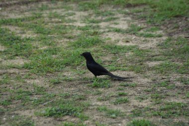 Black drongo standing on grassy ground in natural outdoor environment