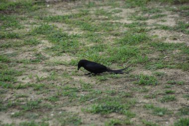 Kara drongo kuşu gün ışığında çimlerin üzerinde duruyor. Uzun çatallı kuyruklu sıradan Güney Asya kuşu, vahşi yaşamı temsil ediyor, uyarı davranışı, kırsal alan ve günlük doğa fotoğrafçılığı..