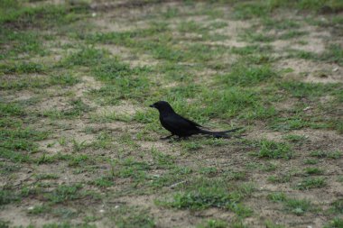 Kara drongo kuşu gün ışığında çimlerin üzerinde duruyor. Uzun çatallı kuyruklu sıradan Güney Asya kuşu, vahşi yaşamı temsil ediyor, uyarı davranışı, kırsal alan ve günlük doğa fotoğrafçılığı..