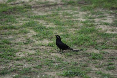 Kara drongo kuşu gün ışığında çimlerin üzerinde duruyor. Uzun çatallı kuyruklu sıradan Güney Asya kuşu, vahşi yaşamı temsil ediyor, uyarı davranışı, kırsal alan ve günlük doğa fotoğrafçılığı..