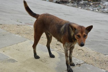 Gündüz vakti beton bir yolda nehrin kenarında duran yaşlı bir sokak köpeği. Belgesel tarzı vahşi yaşam sahnesi yaşlanmayı, esnekliği, hayatta kalmayı ve su yollarının yakınındaki başıboş hayvan yaşamının sessiz gerçekliğini temsil ediyor..