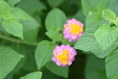 Yeşil yapraklı, tropikal bahçede açan renkli lantana çiçeği.