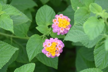 Renkli lantana (Lantana camara), tropik bir bahçede çiçek açan çiçek. Gün ışığında güzelliği, tazeliği, tozlaşmayı ve doğal çiçek çeşitliliğini sembolize eden canlı taç yaprakları..