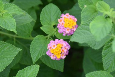 Yeşil yapraklı, tropikal bahçede açan renkli lantana çiçeği.