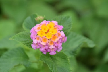 Yeşil yapraklı, tropikal bahçede açan renkli lantana çiçeği.