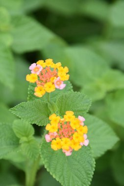 Renkli lantana (Lantana camara), tropik bir bahçede çiçek açan çiçek. Gün ışığında güzelliği, tazeliği, tozlaşmayı ve doğal çiçek çeşitliliğini sembolize eden canlı taç yaprakları..