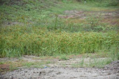 Nehir kenarındaki toprakta yetişen yeşil çimenler doğal sulak arazi dokusuna sahiptir.
