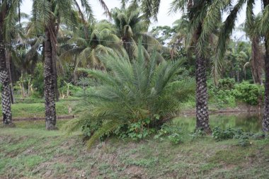 Hurma ağaçları, tomurcukları birbiri üzerine dizilmiş halde. Tropikal tarım arazisi büyümeyi, sürdürülebilirliği, tarım yaşamını ve kırsal yeşilliği gün ışığında sembolize eder..