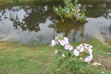 Güzel pembe Ipomoea carnea çiçekleri tropikal bir ortamda vahşice çiçek açıyor. Güney Asya 'da Dhol Kolmi olarak bilinen bu istilacı çalı, su birikintileri ve hendeklerin yanında gelişir. Resim, taç yapraklarının narin dokusunu yakalıyor.
