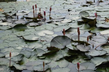 Nilüfer yaprakları gölet yüzeyinde yüzer.