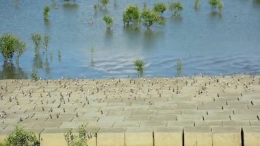 Büyük vahşi kuş sürüsü yüksek gelgit sırasında kumlu nehir kıyısında toplandı. Doğal yaban hayatı davranışı, nehir ekosistemi, kuş göçü, doğa ve çevre kavramı.