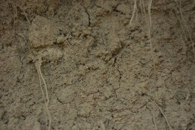 Lama 'dan, Bandarban' dan, Bangladeş 'ten gelen desenli yamaç detayları, katmanlı kil ve çökeltileri gösteriyor, hava tahribatı ve aşınmayla şekillenmiş. İnce çatlaklar, sessiz tonlar ve düzensiz şablonlar arka plan için uygun tepe arazisinin yapısını ortaya koyuyor..