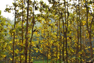 Lama Tepeleri, Bandarban, Bangladeş 'teki Lush Tik Ağacı Çiftliği
