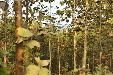Lama Tepeleri, Bandarban, Bangladeş 'teki Lush Tik Ağacı Çiftliği