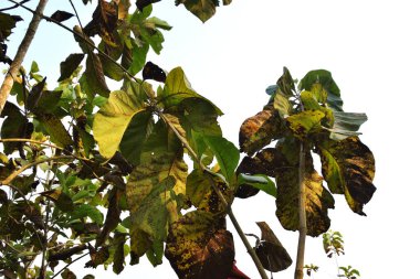 Lama Tepeleri, Bandarban, Bangladeş 'teki Lush Tik Ağacı Çiftliği
