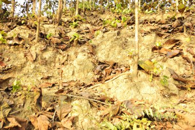 Lama Tepeleri, Bandarban, Bangladeş 'teki Lush Tik Ağacı Çiftliği