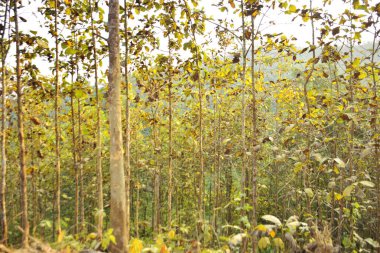 Bangladeş 'teki Chittagong Tepesi' nin yamaçlarında yetişen ve yerel olarak Segun olarak bilinen olgun Tik ağaçlarının (Tectona grandis) yönetilen plantasyonunu içeren yüksek kaliteli bir manzara fotoğrafı..