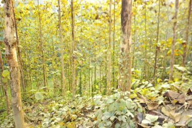 Bangladeş 'teki Chittagong Tepesi' nin yamaçlarında yetişen ve yerel olarak Segun olarak bilinen olgun Tik ağaçlarının (Tectona grandis) yönetilen plantasyonunu içeren yüksek kaliteli bir manzara fotoğrafı..