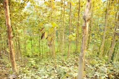 Bangladeş 'teki Chittagong Tepesi' nin yamaçlarında yetişen ve yerel olarak Segun olarak bilinen olgun Tik ağaçlarının (Tectona grandis) yönetilen plantasyonunu içeren yüksek kaliteli bir manzara fotoğrafı..