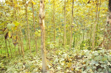 Görüntü, sükunet, çevresel sürdürülebilirlik ve yönetilen doğal kaynakların saf güzelliğini çağrıştırıyor. Kavramsal olarak, ekolojik koruma temaları, kereste endüstrisinin doğayla olan ilişkisini temsil eder.