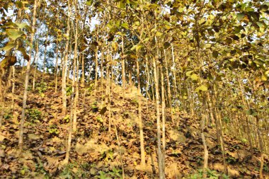 Chittagong Tepesindeki Sürdürülebilir Orman Çiftliğinin Manzarası