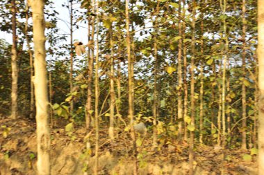 Chittagong Tepesindeki Sürdürülebilir Orman Çiftliğinin Manzarası