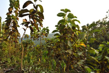 Chittagong Tepesindeki Sürdürülebilir Orman Çiftliğinin Manzarası