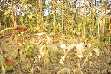 Chittagong Tepesindeki Sürdürülebilir Orman Çiftliğinin Manzarası