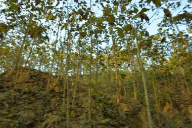 Bandarban, Bangladeş 'te yüksek meşe (Segun) ve eğimli bir tepeyi kaplayan karışık ağaçlar. Kurak mevsim orman manzarası katmanlı yeşillik, açık tepe örtüsü, yumuşak gün ışığı ve barışçıl dağlık arazi atmosferi..