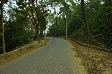 Bandarban, Bangladeş 'teki yüksek meşe ağaçlarından geçen Paved orman yolu. Sıcak güneş ışığı, yapraklarla saçılmış kenarlar, doğrusal perspektif ve barışçıl bir kırsal atmosferi olan kurak mevsim orman manzarası..