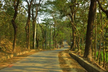 Bandarban, Bangladeş 'teki yüksek meşe ağaçlarından geçen Paved orman yolu. Sıcak güneş ışığı, yapraklarla saçılmış kenarlar, doğrusal perspektif ve barışçıl bir kırsal atmosferi olan kurak mevsim orman manzarası..