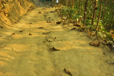 Fotoğraf, tepe ağacı (Segun) ve genç çiftlik ağaçlarıyla çevrili, asfaltsız, dar bir araziyi kesen yolu gösteriyor. Yol, kurak mevsim tonları, açık yamaçlar ve yaprakların arasından süzülen gün ışığı ile nazikçe kıvrılır..