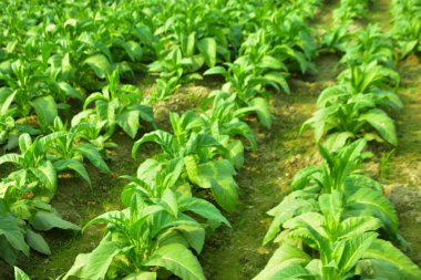 Lama, Bangladeş 'teki tepelik yamaçlar boyunca teraslı düzlüklerde tütün ekimi. Düzgünce düzenlenmiş yeşil bitkiler, bir tepe bölgesinde tarımsal uygulamaları, kırsal geçim kaynaklarını ve kurak mevsim çiftçiliğini gösteren tekrar eden sıralar oluştururlar..