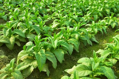 Lama, Bangladeş 'teki tepelik yamaçlar boyunca teraslı düzlüklerde tütün ekimi. Düzgünce düzenlenmiş yeşil bitkiler, bir tepe bölgesinde tarımsal uygulamaları, kırsal geçim kaynaklarını ve kurak mevsim çiftçiliğini gösteren tekrar eden sıralar oluştururlar..