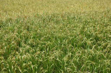 Tayland 'da pirinç tarlası