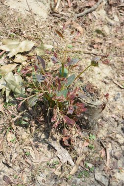 Güzel botanik fotoğrafı, doğal duvar kağıdı.