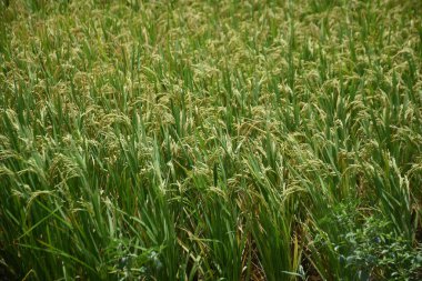 Yeşil Pirinç Tarlalarının Yakın Görüntüsü
