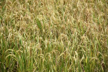 Çeltik pirinç tarlaları. Tayland 'daki pirinç tarlası
