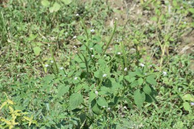 Bahçedeki güzel çiçekler