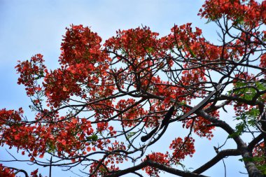 Krishnachura ağacı açan parlak kırmızı çiçeklerle mavi gökyüzüne karşı, mevsimlik tropik ağaçlar gün ışığında
