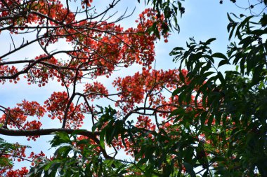 Krishnachura ağacı açan parlak kırmızı çiçeklerle mavi gökyüzüne karşı, mevsimlik tropik ağaçlar gün ışığında