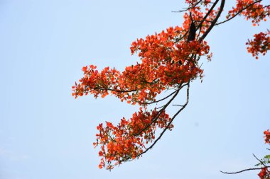 Krishnachura ağacı açan parlak kırmızı çiçeklerle mavi gökyüzüne karşı, mevsimlik tropik ağaçlar gün ışığında