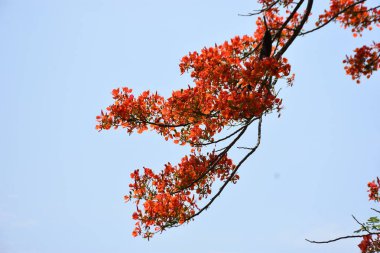 Krishnachura ağacı açan parlak kırmızı çiçeklerle mavi gökyüzüne karşı, mevsimlik tropik ağaçlar gün ışığında