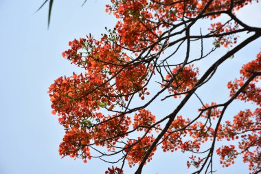 Krishnachura ağacı açan parlak kırmızı çiçeklerle mavi gökyüzüne karşı, mevsimlik tropik ağaçlar gün ışığında